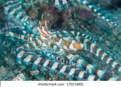 Wonderpus Octopus Wunderpus Photogenicus Rare Cephalopods Stock Photo ...