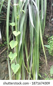 Wonogiri, Indonesia - December 11, 2020 : Pandanaceae Plants That Have Thorns Grow Dangling From The Cliff