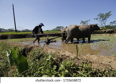Membajak Sawah Images Stock Photos Vectors Shutterstock