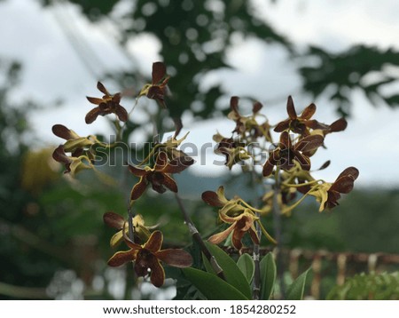 Wonosobo Central Java, November15,2020 - "Flowers in the yard"