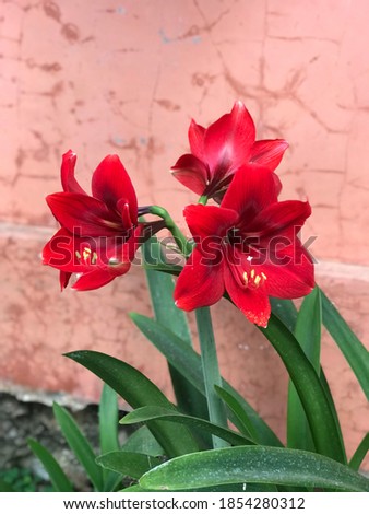 Wonosobo Central Java, November15,2020 - "Flowers in the yard"