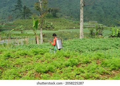 Wonosobo - October 15, 2021 - Farmer Applying Pesticides To Plants In The Garden