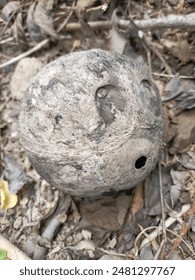 woo it just a coconut shell
