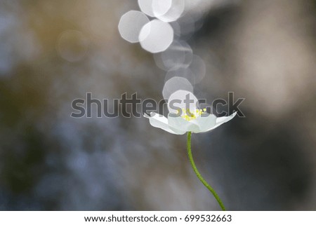 Similar – a little flower Nature