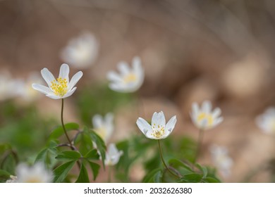 Protoanemonine Images, Stock Photos & Vectors 