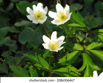 Wood Anemone, Anemone Nemorosa,