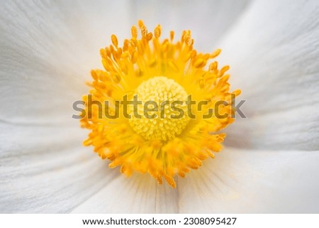 Wood anemone, Snowdrop anemone or windflower, (Anemonoides sylvestris), a perennial plant flowering in spring. Macro close up of white petals and intense yellow anthers in the center forming a circle.