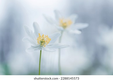 Wood anemone in spring forest
