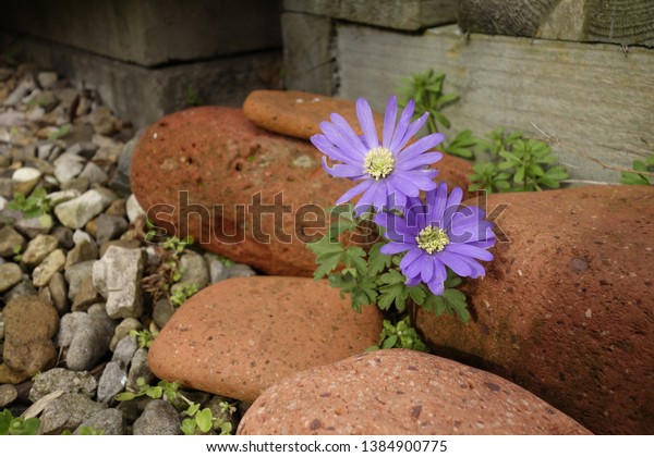 Wood anemones, [anemone blanda]\
growing wild in a car parking space, East Yorkshire, UK,\
March