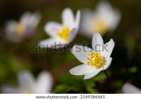 Wood anemones (Anemone nemorosa) is an early-spring flowering plant in the buttercup family Ranunculacea. Flower with white tepals and yellow stamen in bright sunlight. Macro close up in german forest