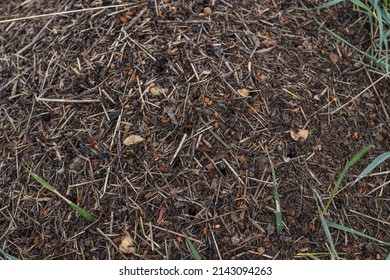 Wood Ant Anthill. Close-up Of The Army Of Red Ants Crawling In The Nest, Made From Branches, Seeds And Straw