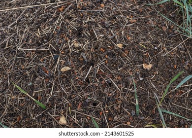 Wood Ant Anthill. Close-up Of The Army Of Red Ants Crawling In The Nest, Made From Branches, Seeds And Straw