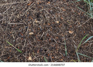 Wood Ant Anthill. Close-up Of The Army Of Red Ants Crawling In The Nest, Made From Branches, Seeds And Straw