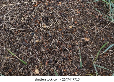 Wood Ant Anthill. Close-up Of The Army Of Red Ants Crawling In The Nest, Made From Branches, Seeds And Straw