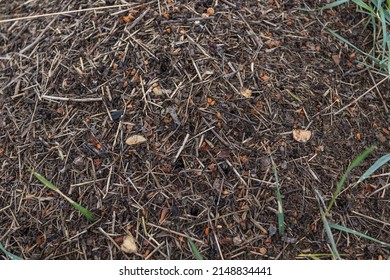 Wood Ant Anthill. Close-up Of The Army Of Red Ants Crawling In The Nest, Made From Branches, Seeds And Straw