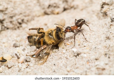 Wood Ant (Formica rufa) Dragging a dead Honey Bee back to its nest