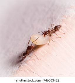Wood ants, Formica, carrying their eggs to a new home, this ant is often a pest in houses, in a white background