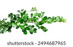 wood apple tree green leaves mockup on a transparent background, green plant on a branch with leaves on it