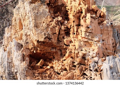 Wood Background. Nature Beauty. Carpenter Ants Excavated Galleries In Wood