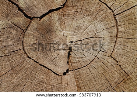 Wood Background: Weathered Oak Tree Cross-Section Closeup