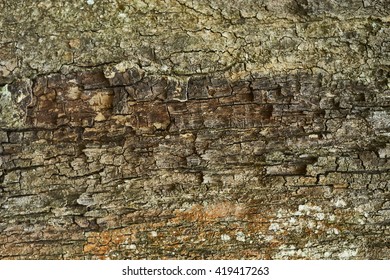 Wood Bark Texture