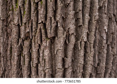 Wood Bark Texture