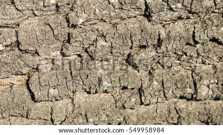 Wood bark texture Background