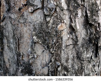 Bark Tree Texture Kulit Pohon Stock Photo And Image Collection By Bali Nature Shutterstock