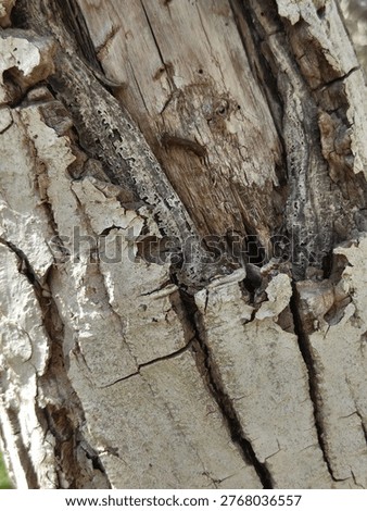wood, bark, texture, tree, trunk, cracked, peeling, rough, surface, natural, pattern, decay, aged, weathered, detail, macro, organic, brown, beige, fibers, grain, layers, split, damage, erosion, nature, closeup, rustic, old, forest, material, structure, background, abstract, naturaltexture, lines, grooves, rugged, surfacepattern, wornout, detailshot, environment, dry, naturalwood, fragment, irregular, texturedetail, barkdetail, organicform
