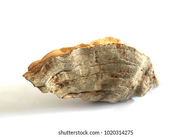Wood becomes stone - Shutterstock ID 1020314275