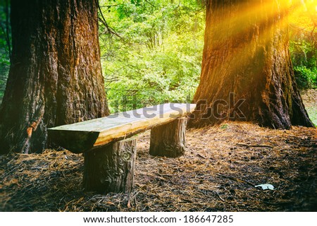 Wood bench in the summer forest 