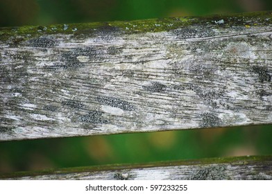 Wood Bench Texture With Blurry Grass At The Background.