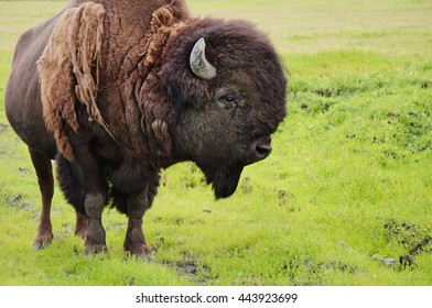 A Wood Bison (Bison Athabascae) In Alaska