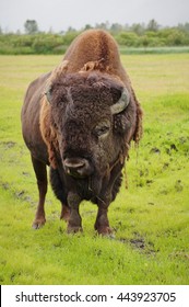 A Wood Bison (Bison Athabascae) In Alaska