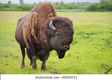 A Wood Bison (Bison Athabascae) In Alaska