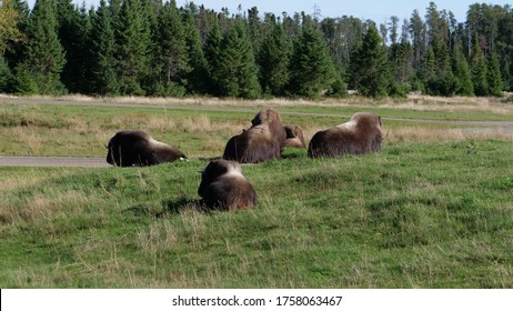 The Wood Bison Is On The Endangered Species List In Canada And Is Listed As Threatened In The United States.