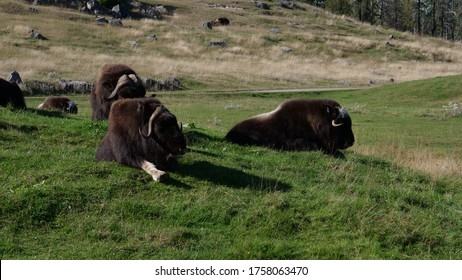 The Wood Bison Is On The Endangered Species List In Canada And Is Listed As Threatened In The United States.