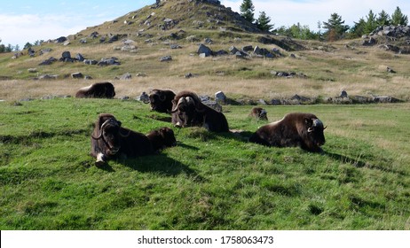 The Wood Bison Is On The Endangered Species List In Canada And Is Listed As Threatened In The United States.