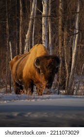 Wood Bison. Republic Of Sakha (Yakutia).