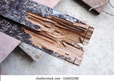 wood board has been damaged by termite