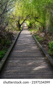 Wood Boardwalk Under Weeping Willow Tree With Spring Growth, Juanita Bay Park, Kirkland, WA
