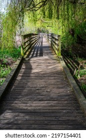 Wood Boardwalk Under Weeping Willow Tree With Spring Growth, Juanita Bay Park, Kirkland, WA
