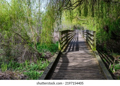 Wood Boardwalk Under Weeping Willow Tree With Spring Growth, Juanita Bay Park, Kirkland, WA
