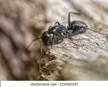 Une fourmi ennuyeuse de bois qui pend dans un trou en bois. Carpenter ou fourmi. Camponotus sp.