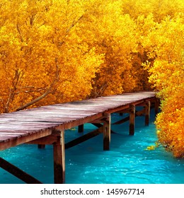 Wood Bridge In Mangrove Forest. Explore Nature.