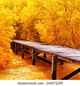 Wood Bridge In Mangrove Forest. Explore Nature.