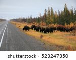 Wood Buffalo herd browsing along the Yellowknife Highway north of Fort Providence/ Browsing Bison/ Wood Buffalo herd in the Northwest Territories