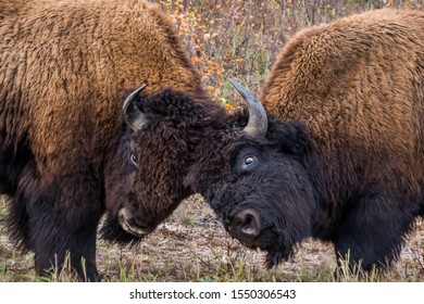 Wood Buffalo National Park Bison