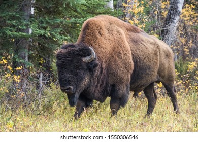 Wood Buffalo National Park Bison