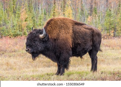 Wood Buffalo National Park Bison